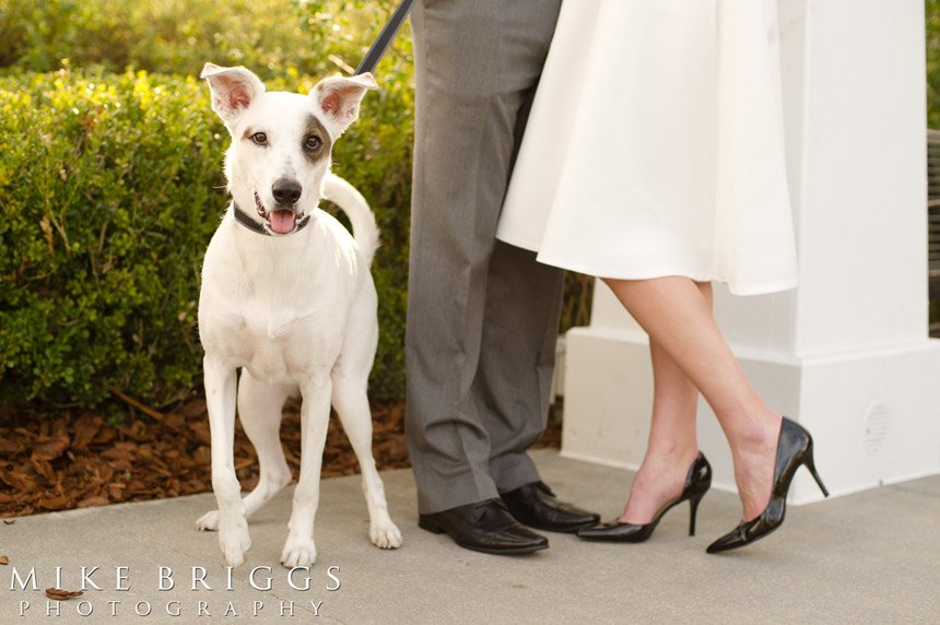 engagement-photos-with-dog